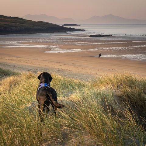 Bodorgan Estate | Anglesey, North Wales